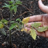 Zašto listovi paradajza požute?